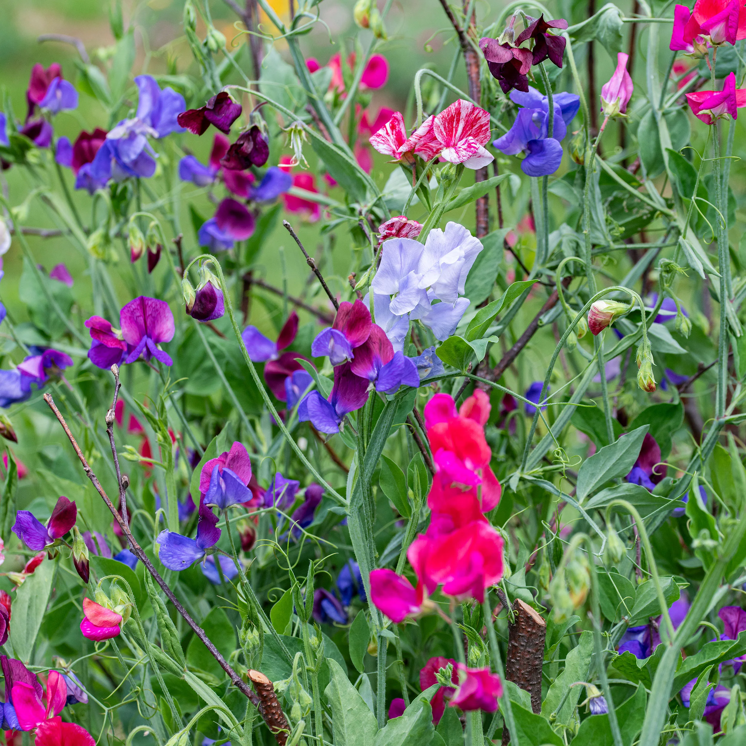 Sweet Pea 'Heirloom Fragrance' Plant Collection - S1 - Image 3