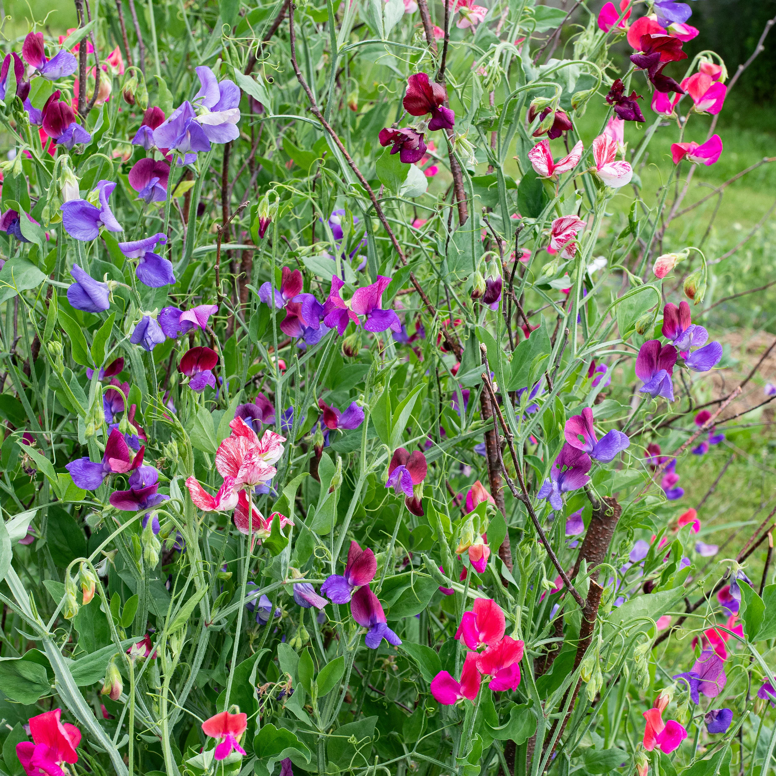Sweet Pea 'Heirloom Fragrance' Plant Collection - S1 - Image 4