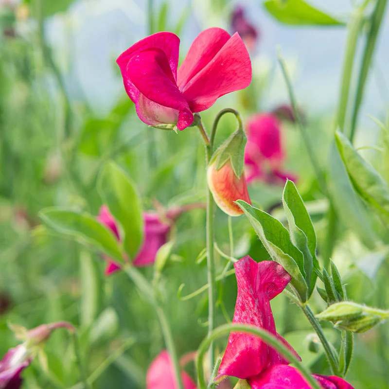 Sweet Pea 'King Edward VII' - Image 2