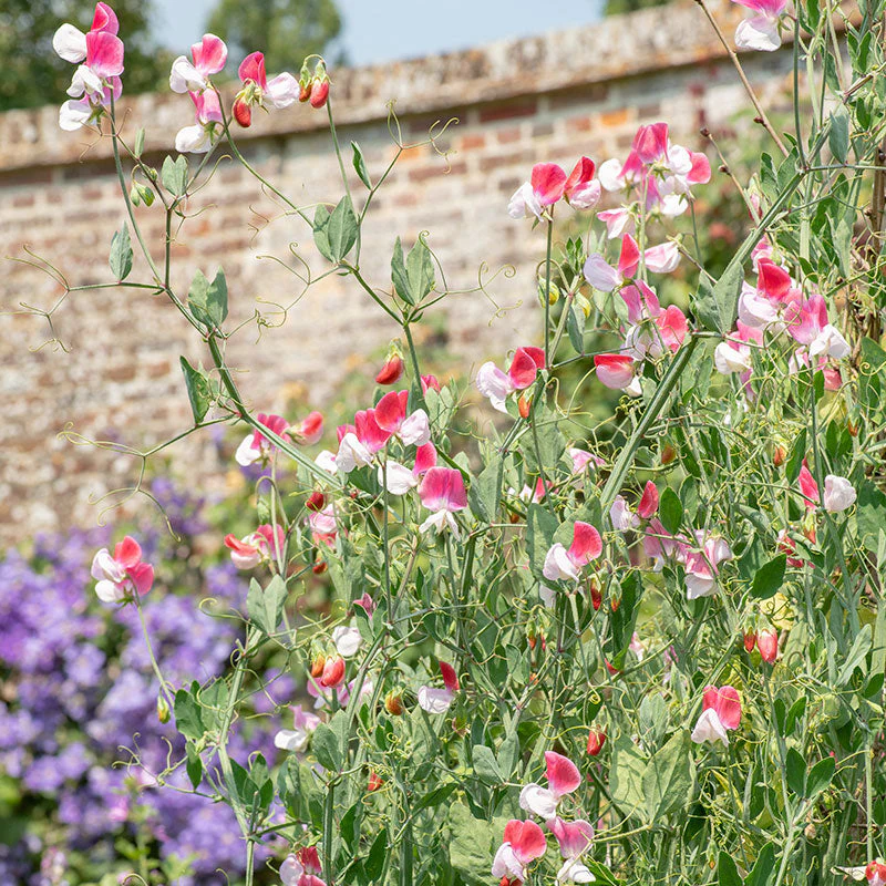 Sweet Pea 'Painted Lady' - Image 2