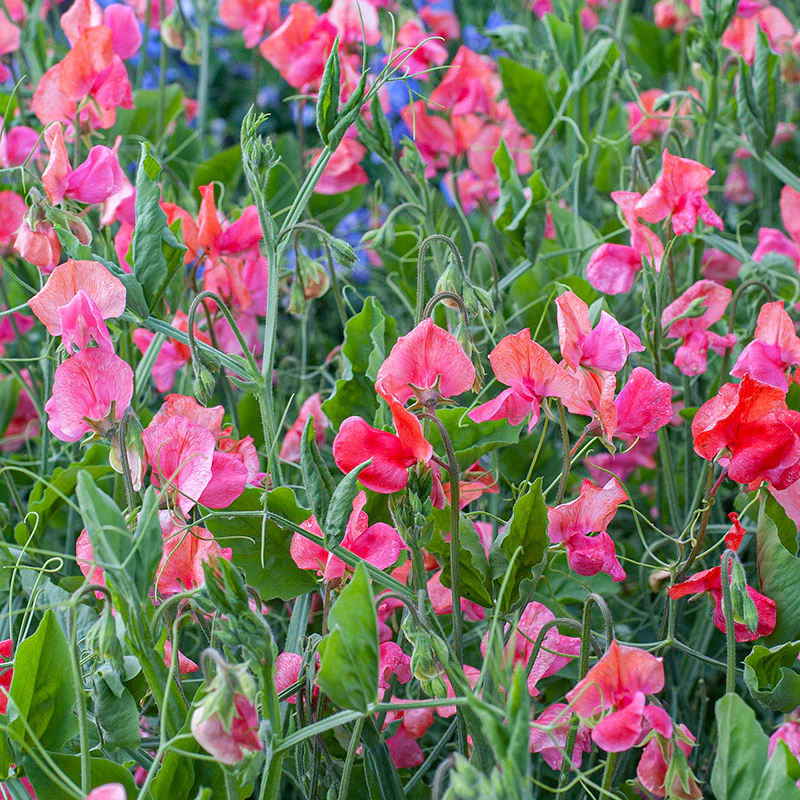 Sweet Pea - Spencer 'Prince of Orange' - Image 3
