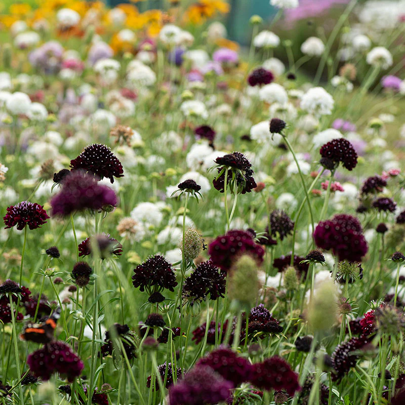 Sweet Scabious 'Black Knight' - S2 - Image 3
