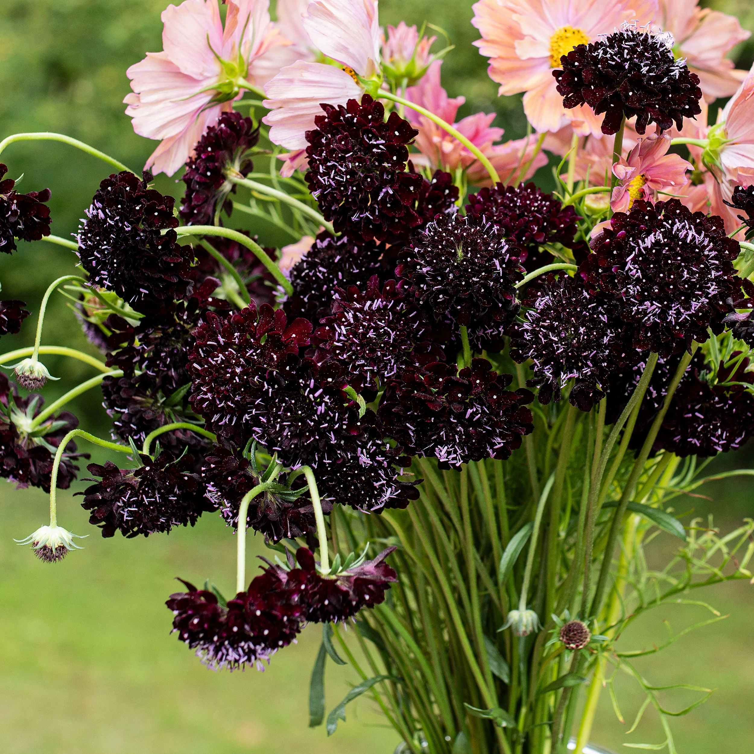 Sweet Scabious 'Black Knight' - S2 - Image 2