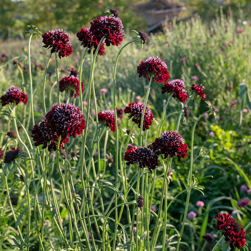Sweet Scabious 'Black Knight' - Image 3