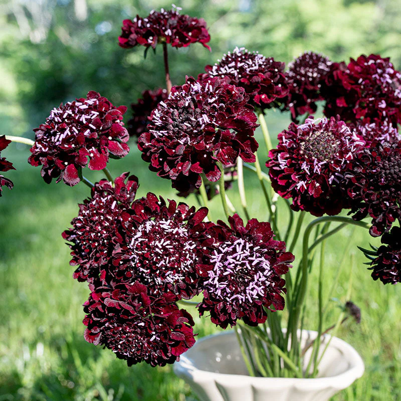 Sweet Scabious 'Black Knight' - Image 5
