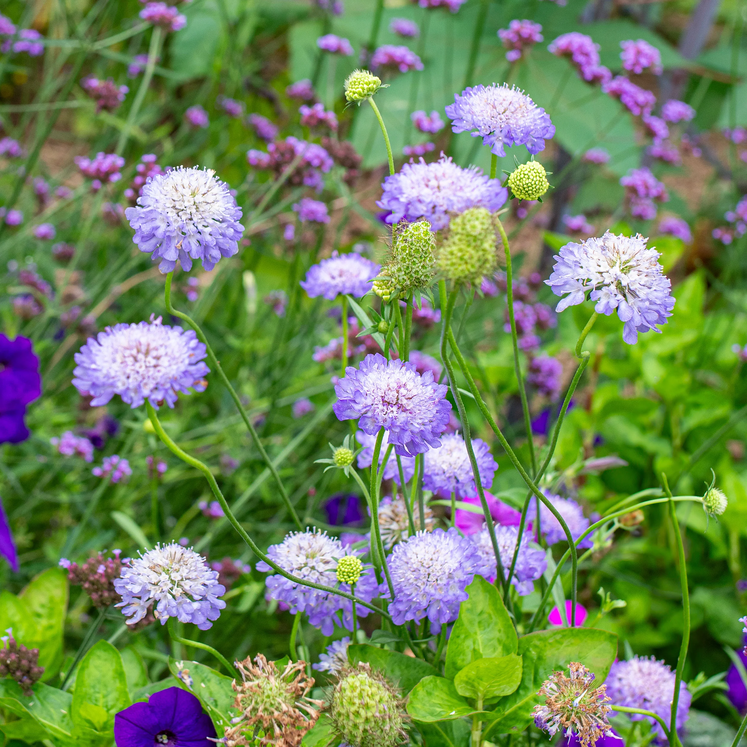 Sweet Scabious 'Blue Cockade' - Image 2