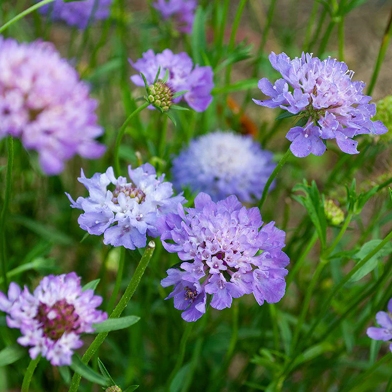 Sweet Scabious 'Blue Cockade' - Image 3