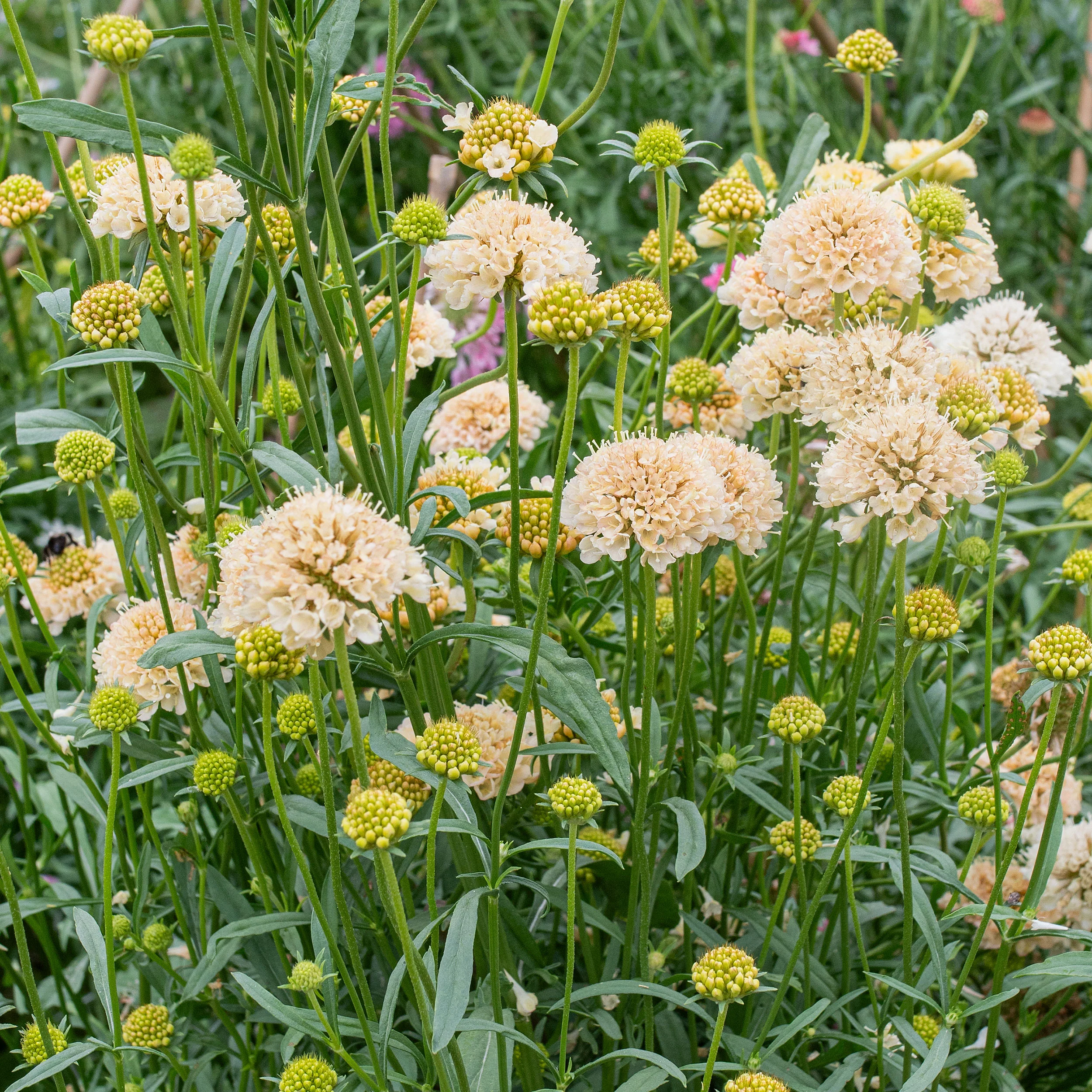 Sweet Scabious 'Fata Morgana' - Image 2