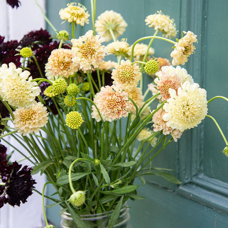 Sweet Scabious 'Fata Morgana' - Image 3