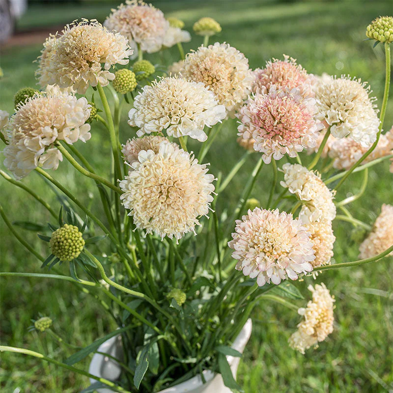 Sweet Scabious 'Fata Morgana' - Image 4