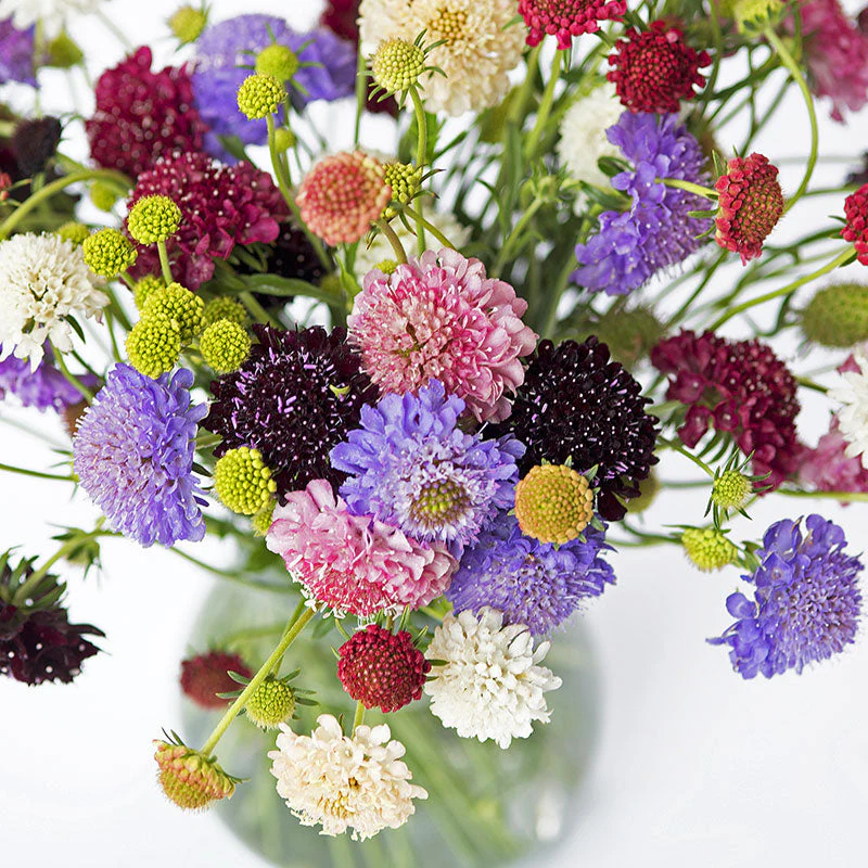 Sweet Scabious 'Formula Mix' - Image 2