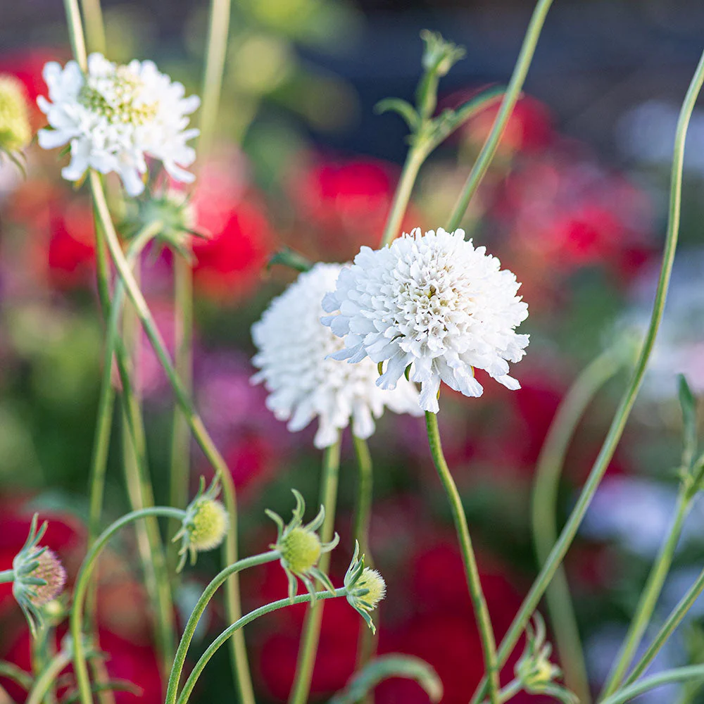Sweet Scabious 'Snowmaiden' - Image 3