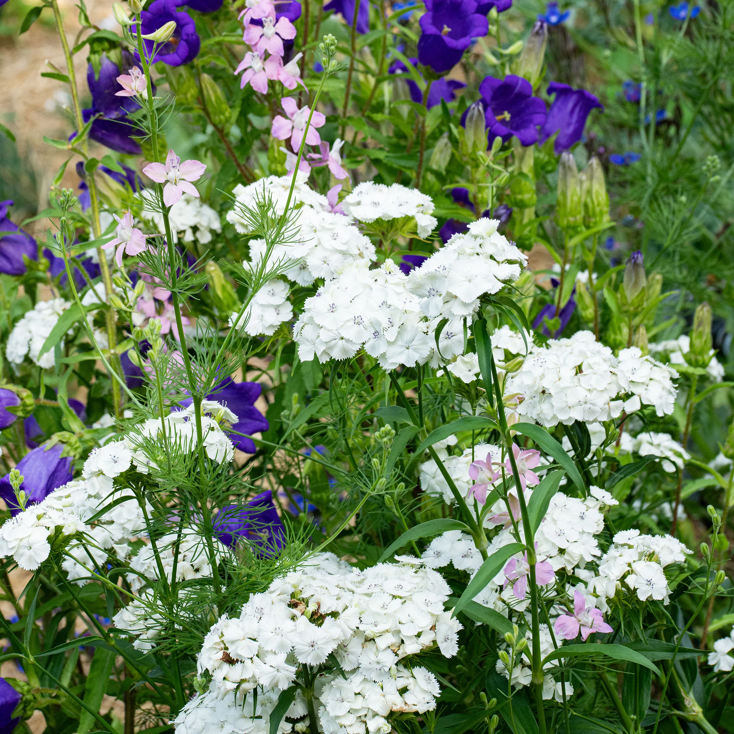 Sweet William 'Albus' - Image 2
