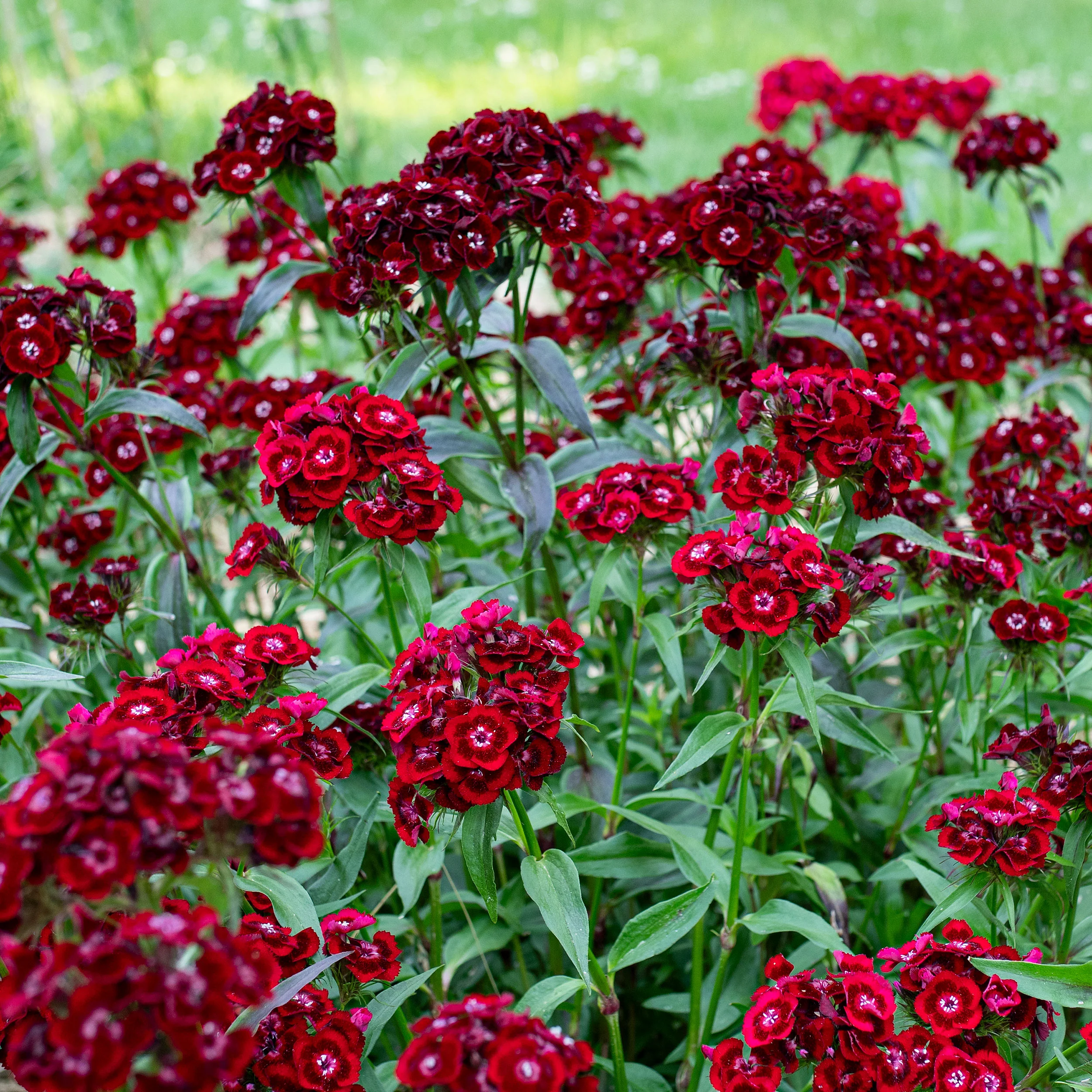 Sweet William 'Imperial Crimson Velvet' - Image 2