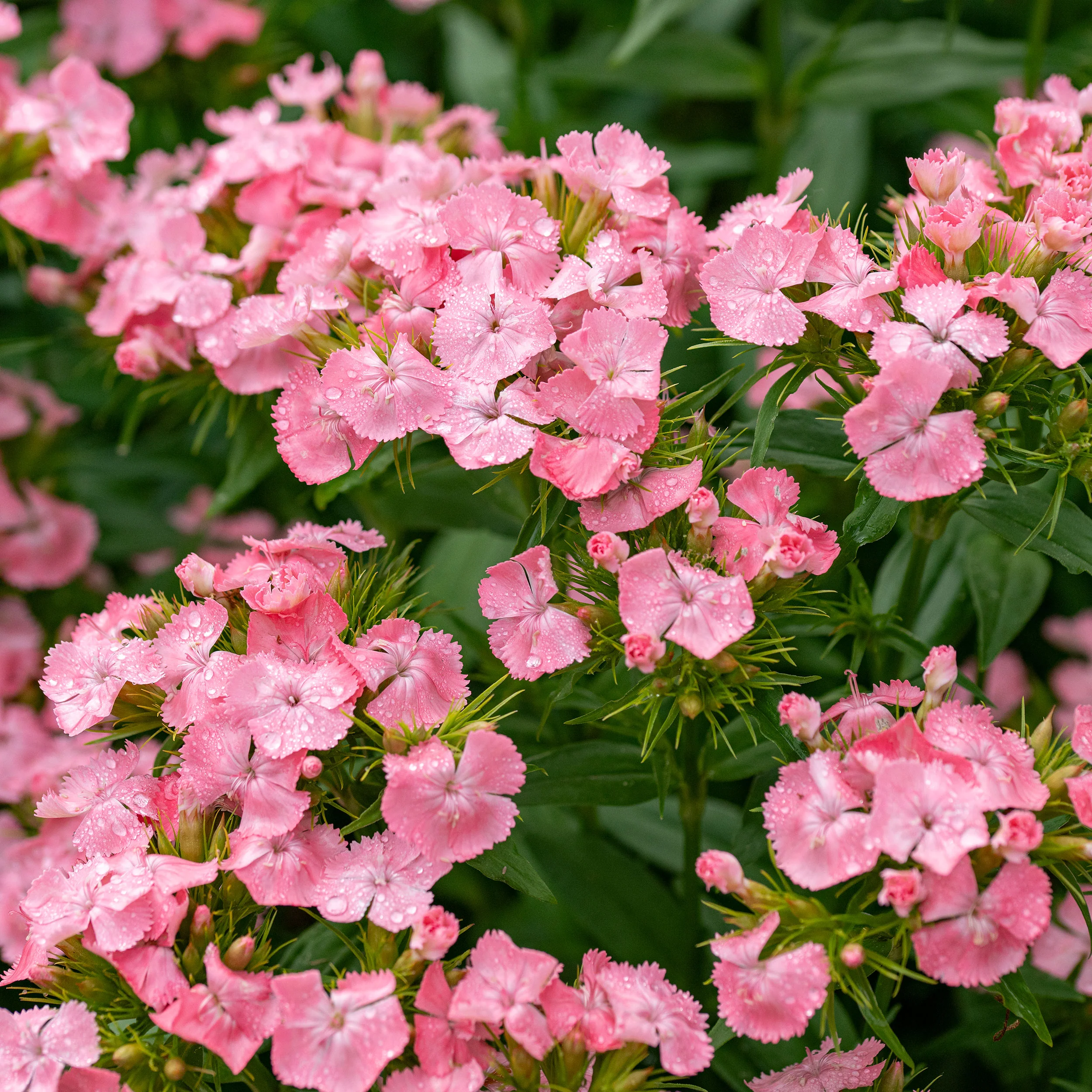 Sweet William 'Newport Pink' - Image 2