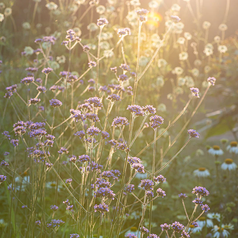 Verbena - Tall - S1 - Image 2