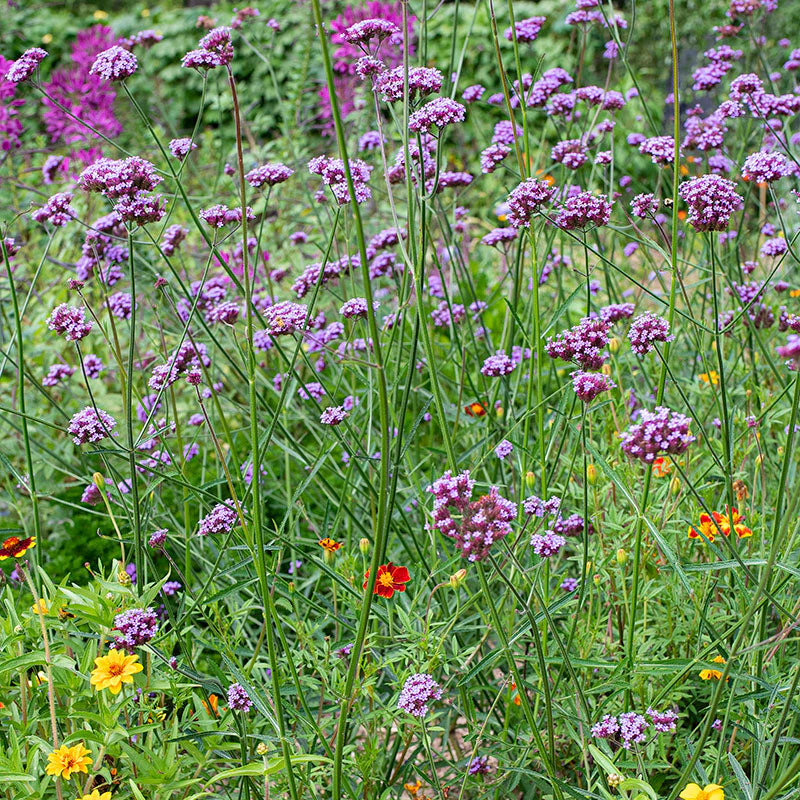 Verbena - Tall - S1 - Image 3