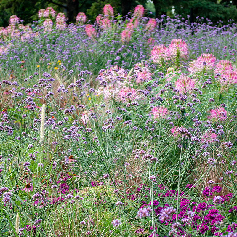 Verbena - Tall - S1 - Image 4
