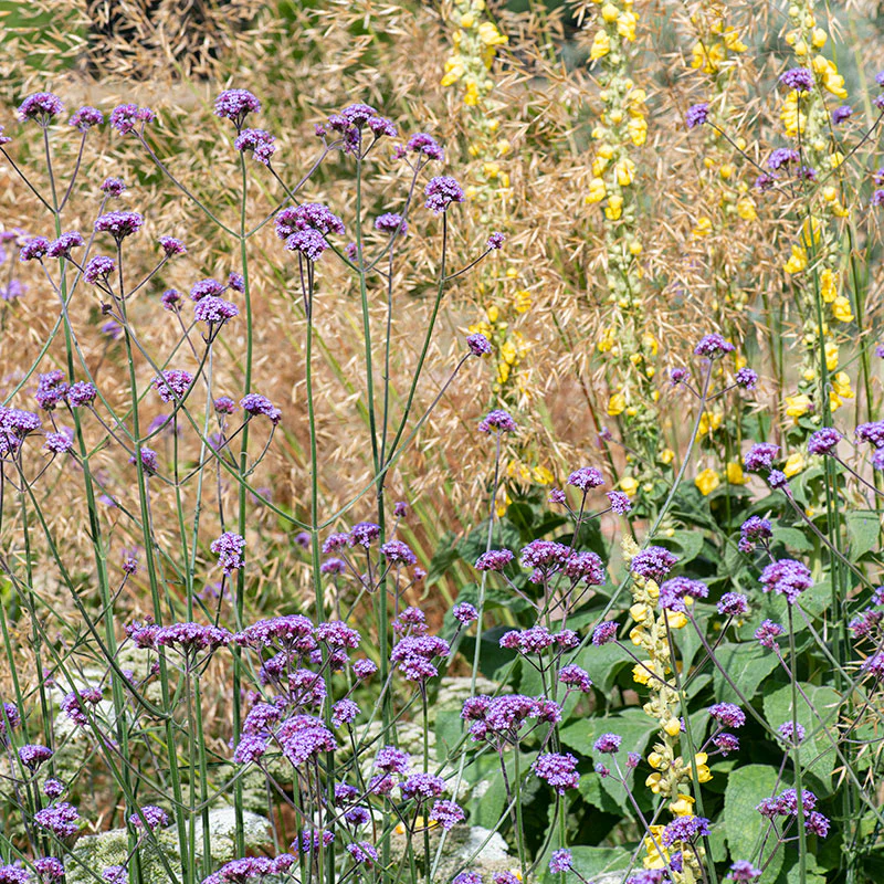 Verbena - Tall - S1 - Image 5