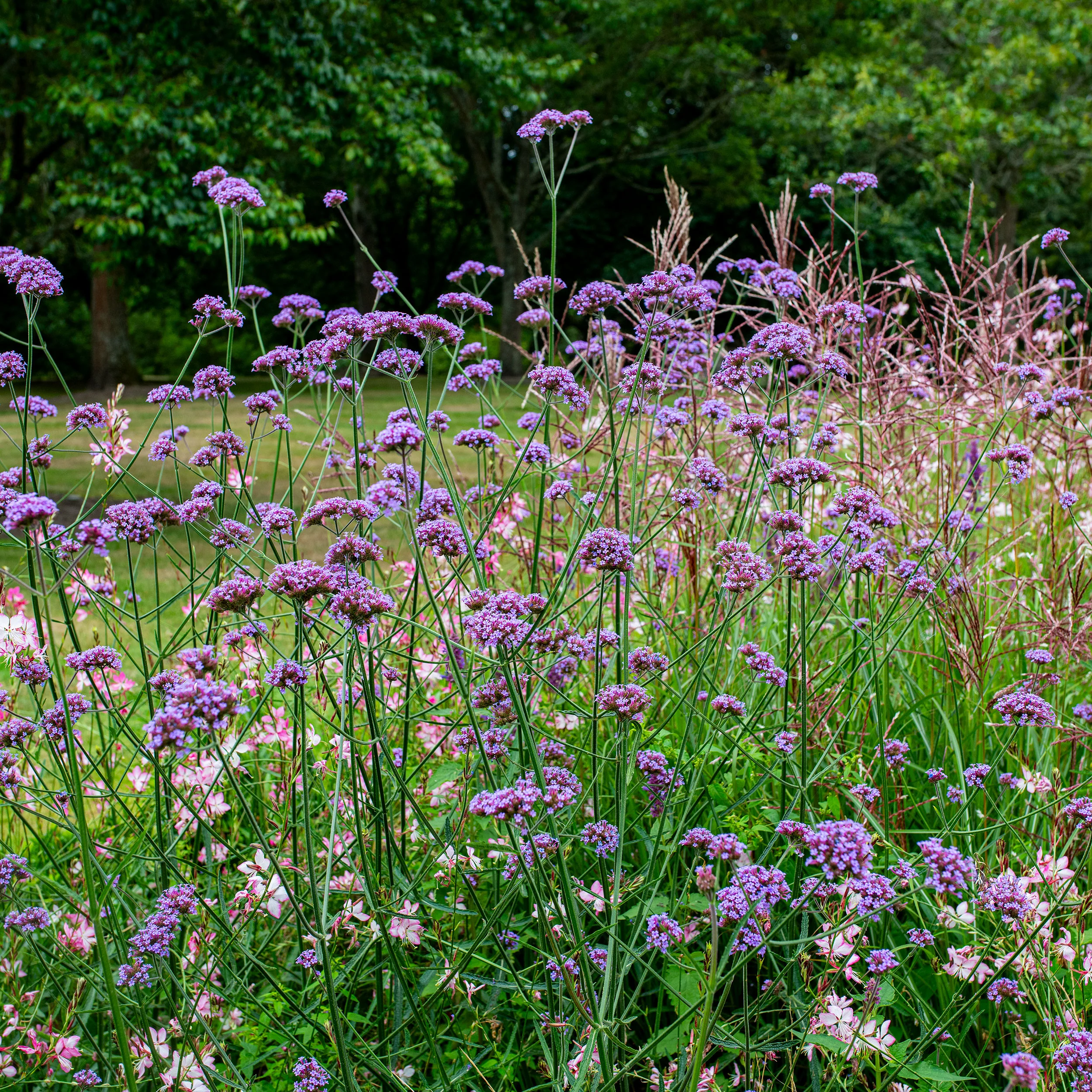 Verbena - Tall - Image 2