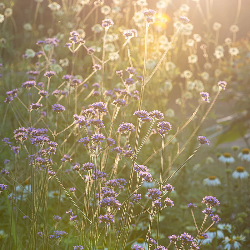 Verbena - Tall - Image 5