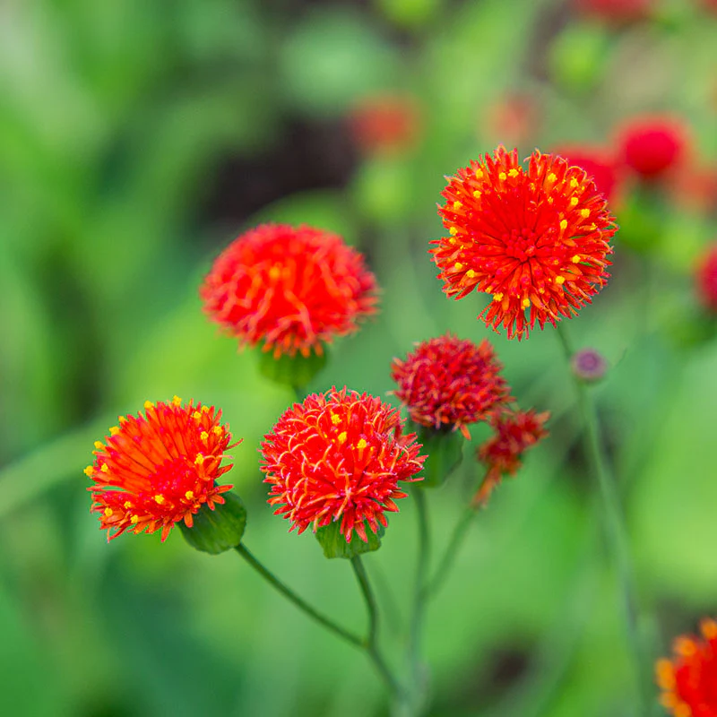 Tassel Flower - Image 2