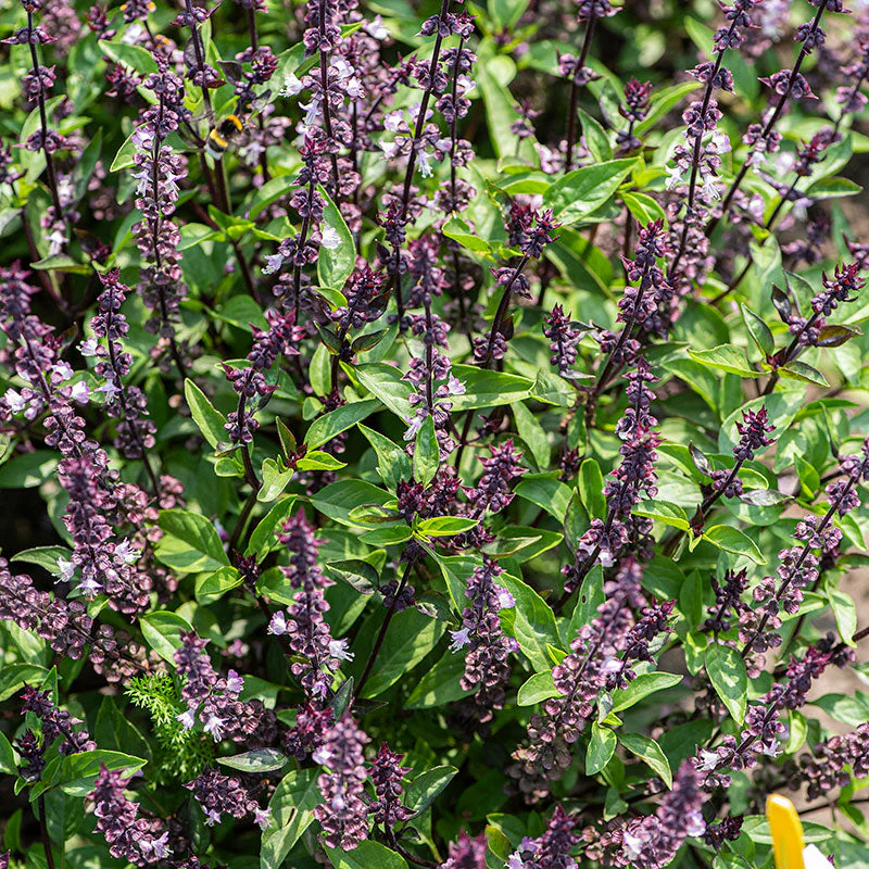Basil - Thai 'Queenette' - Image 2