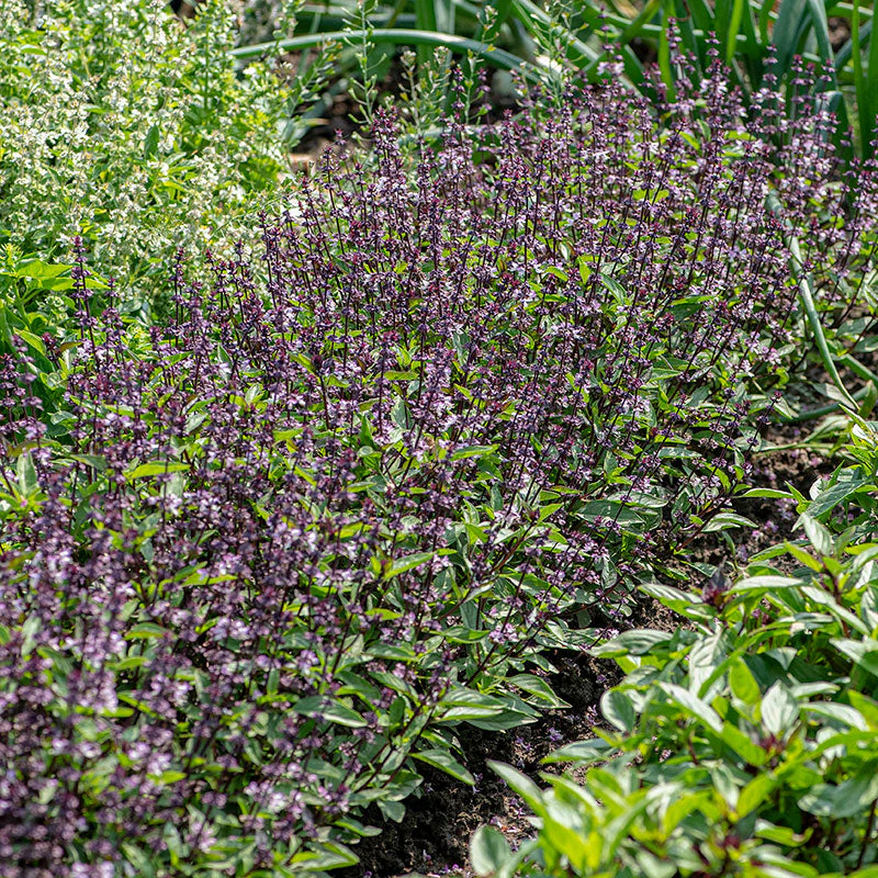 Basil - Thai 'Queenette' - Image 3