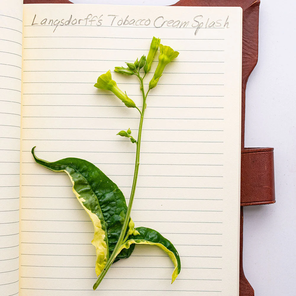 Tobacco 'Cream Splash' - Image 2