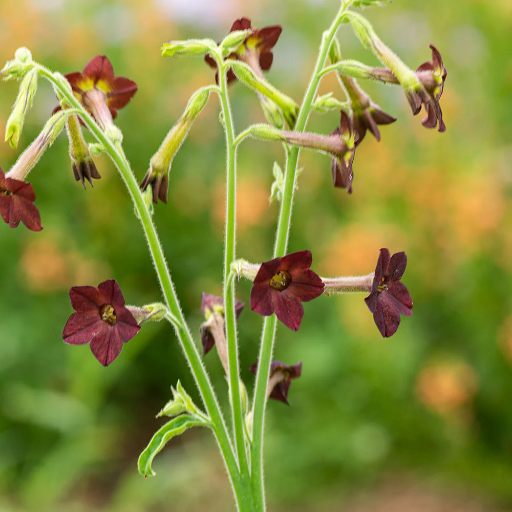 Tobacco 'Select Chocolate Chip' - Image 2