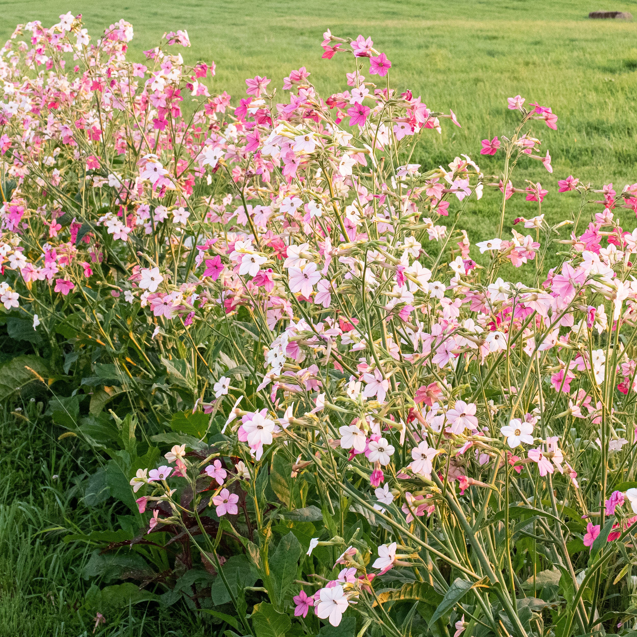 Tobacco 'Select Misty Dawn' Organic - Image 3