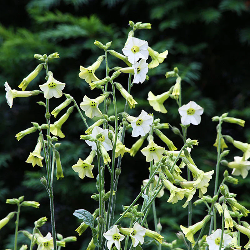 Tobacco 'Starlight Dancer' - Image 3