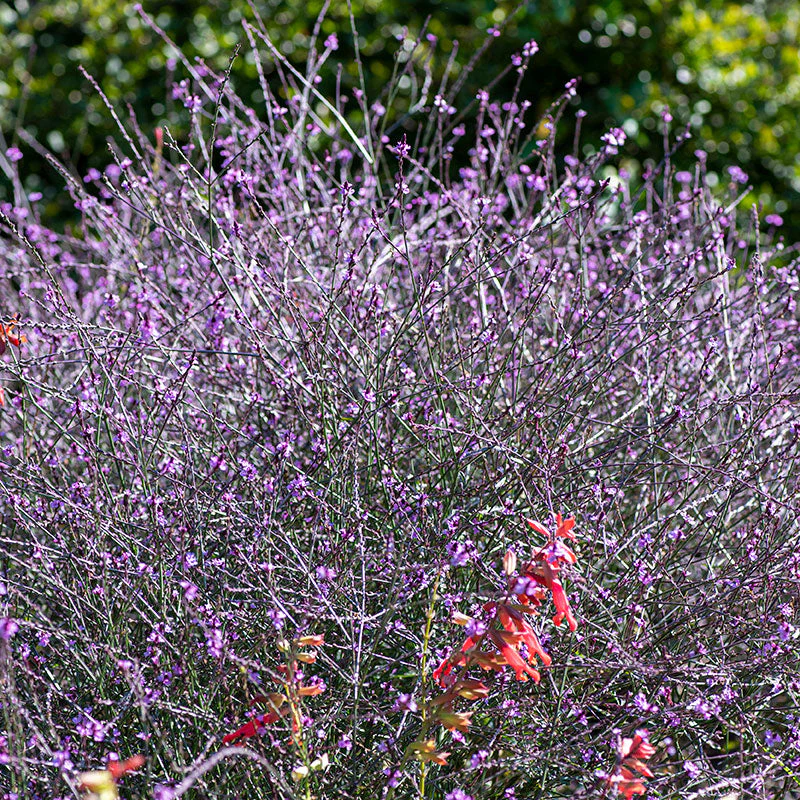 Verbena 'Bampton' - S1 - Image 4