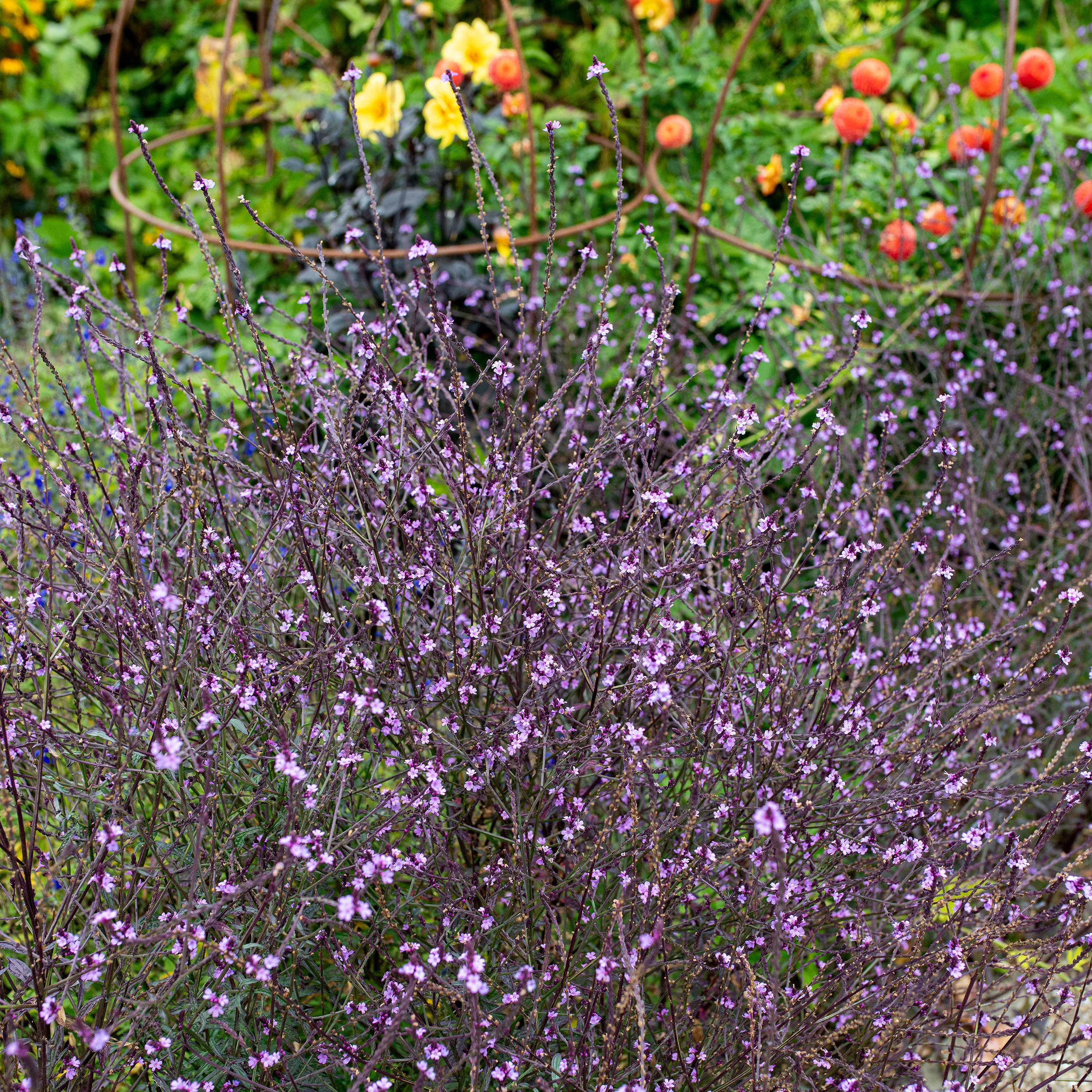 Verbena 'Bampton' - Image 2