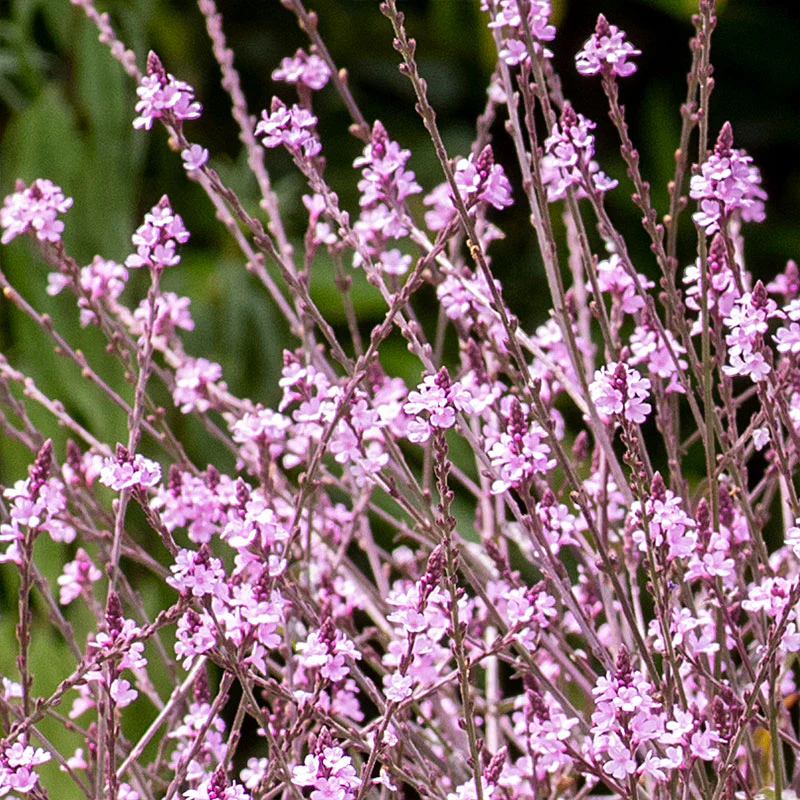 Verbena 'Bampton' - Image 3