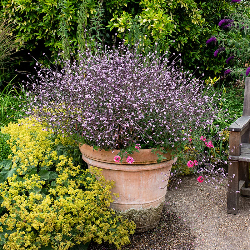 Verbena 'Bampton' - Image 4