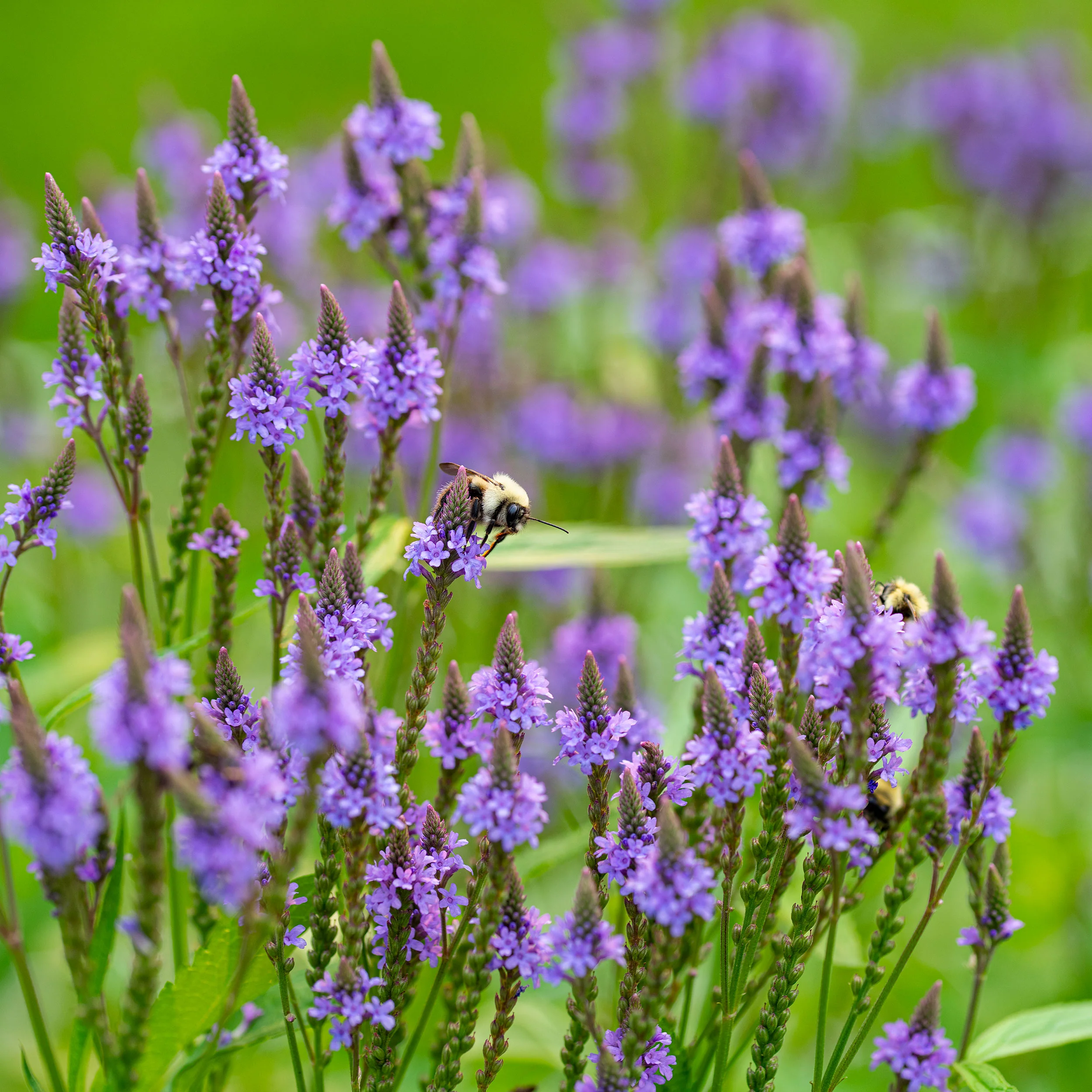 Verbena 'Blue Spires' - Image 2