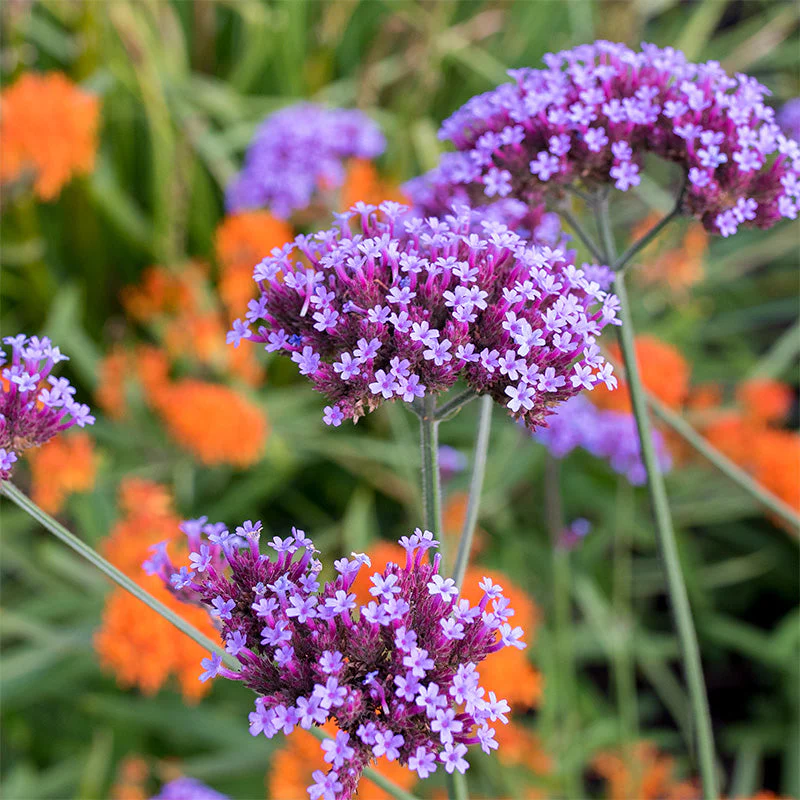 Verbena 'Lollipop' - S1 - Image 2