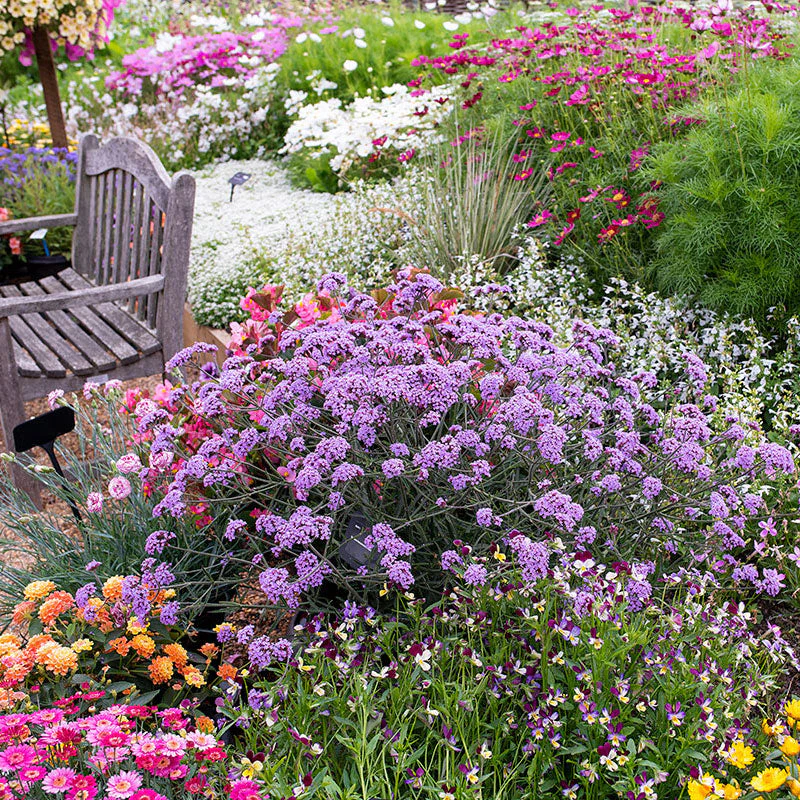 Verbena 'Lollipop' - S1 - Image 3