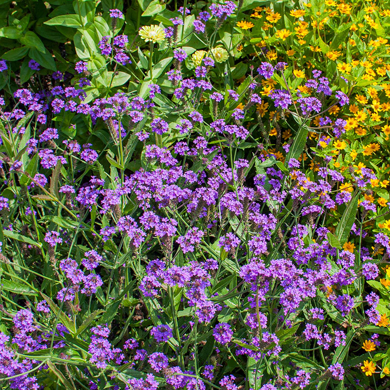 Verbena - Vervain - Image 2