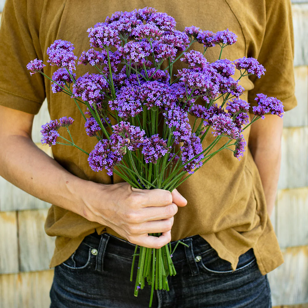 Verbena 'Vanity' - S1 - Image 2