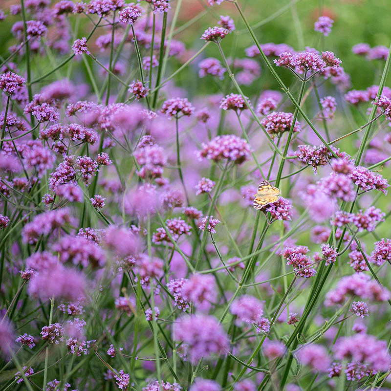 Verbena 'Vanity' - Image 2