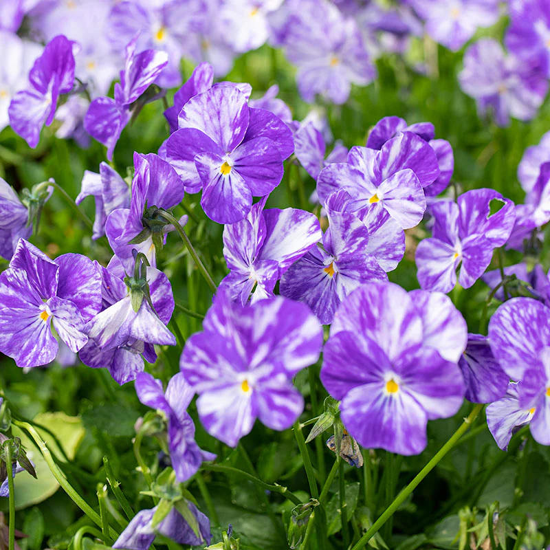 Viola 'Columbine' - S1 - Image 3