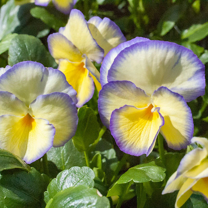 Viola 'Etain' - S1 - Image 4