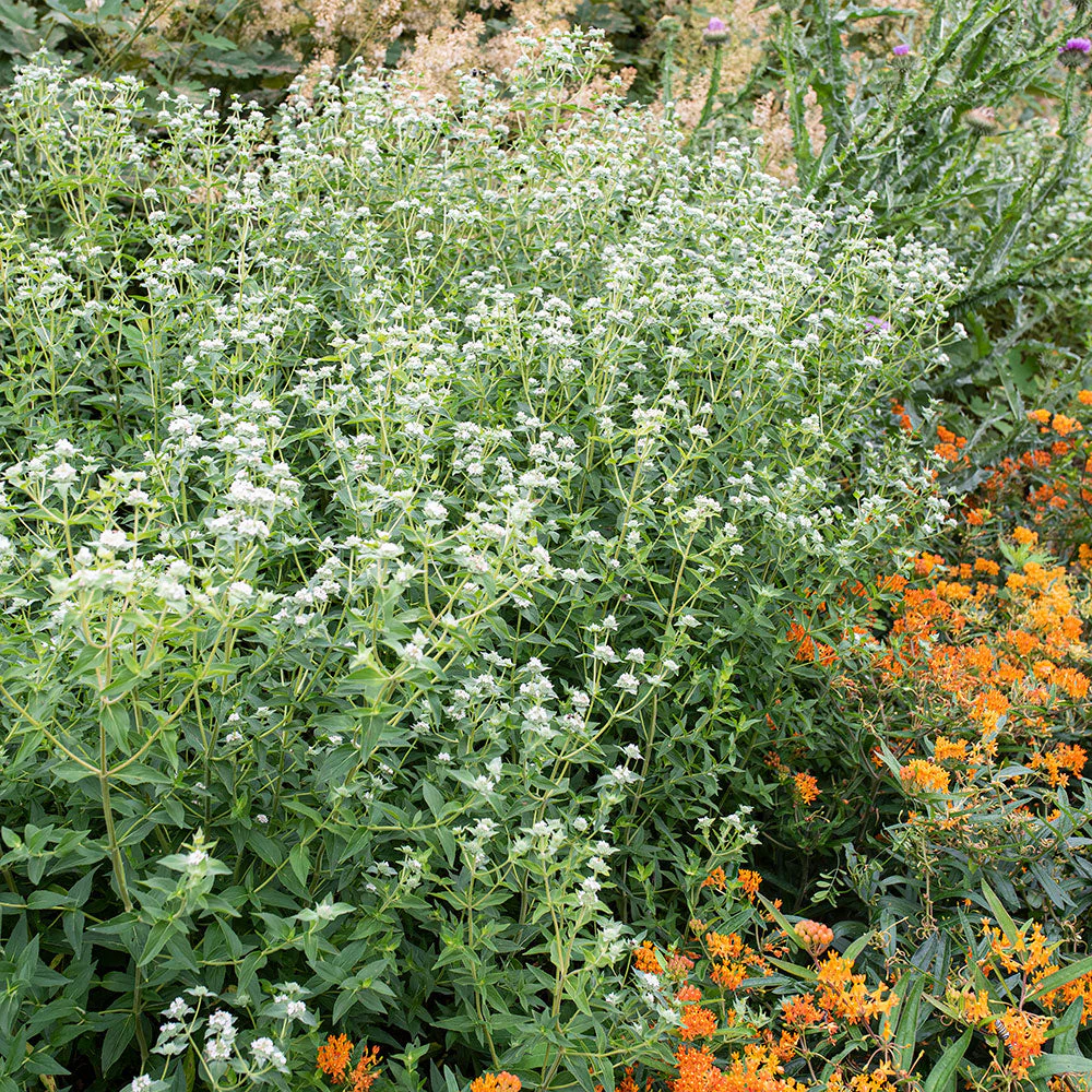 Mountain Mint - Virginia - Image 2