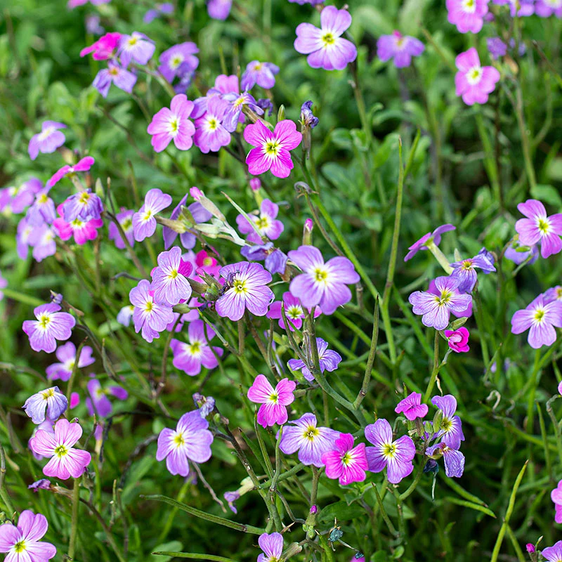 Stock - Virginia 'Spring Sparkle' - Image 2