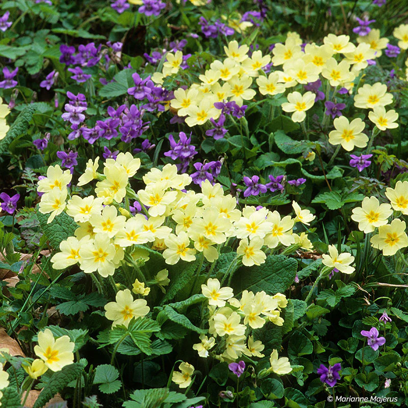 Primrose - Wild - S1 - Image 2