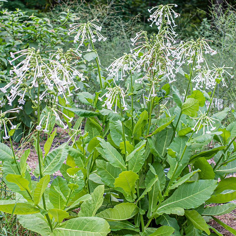 Tobacco 'Woodland' - S1 - Image 3