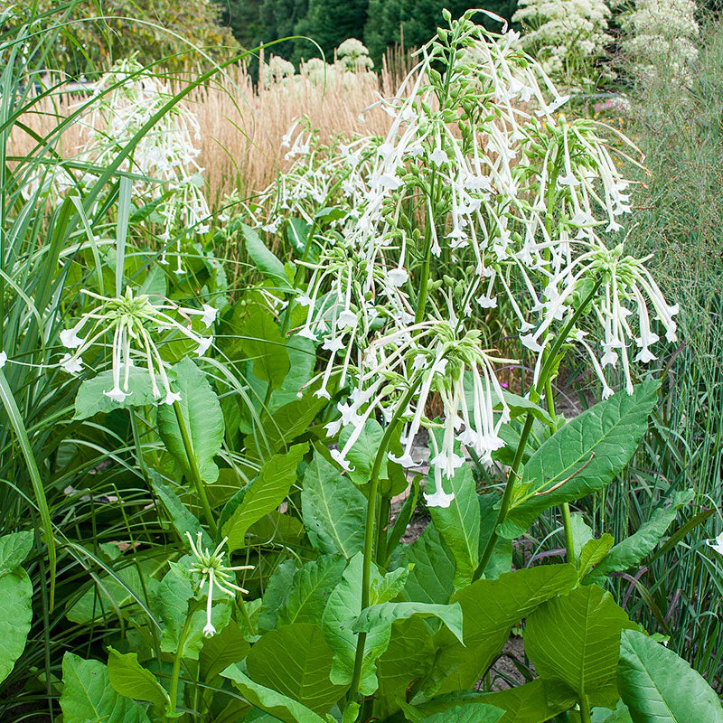 Tobacco 'Woodland' - Image 3