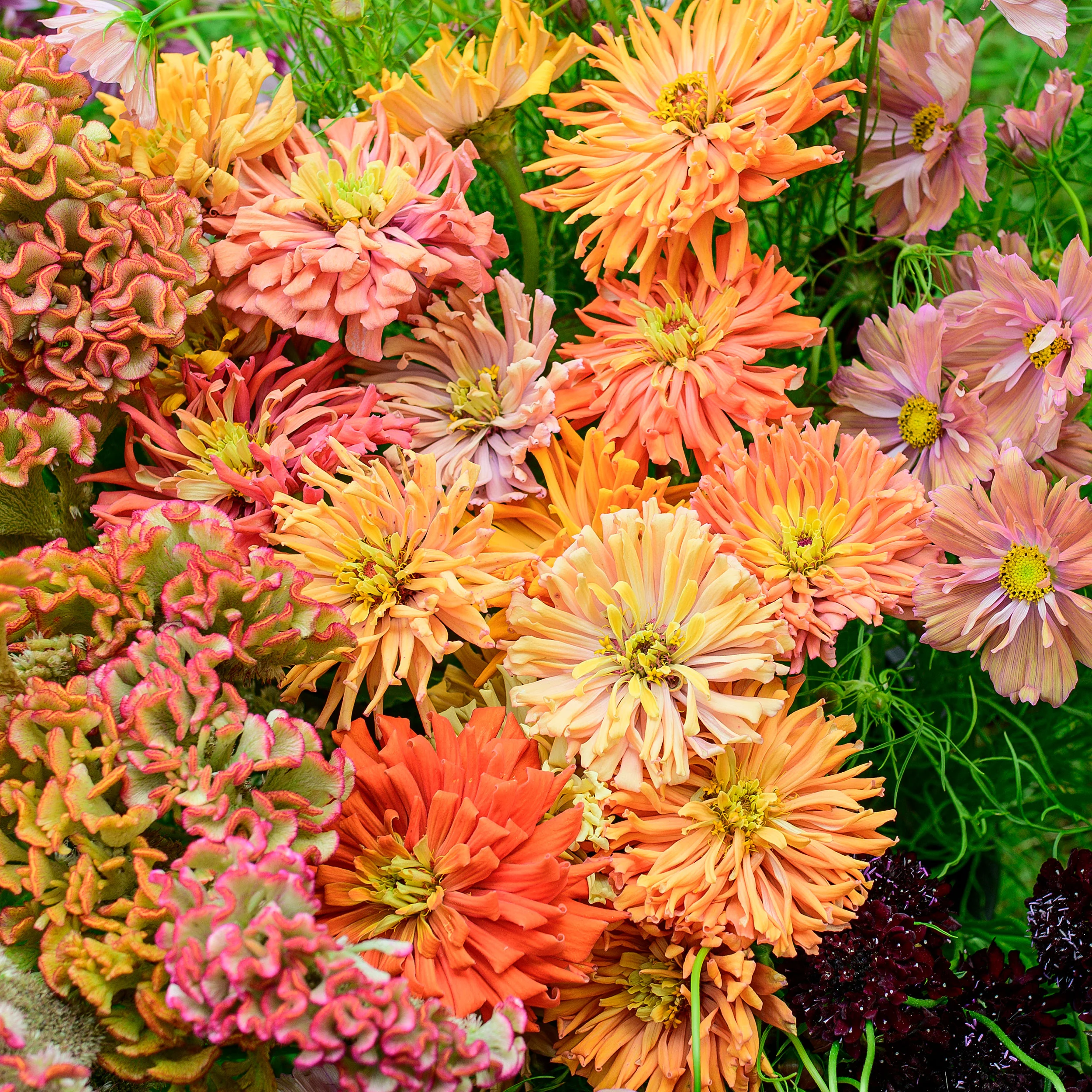 Zinnia 'Agave Mix' - S2 - Image 3